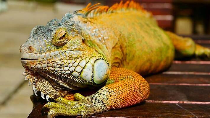 나무 동물 척추동물 1 응시 얼굴 야생동물 컬러 포즈 백그라운드 신체 파충류 자연 저울 사람없음 야외 초록색 여름 반려동물 컬러풀 태양 머리 환경 미국 활발 용 피부 묘사 싱글 도마뱀 육식동물 이구아나 스파이크 고립 동물상 이국적 오싹 MOV 해외동영상 클립영상 자연요소 식물 시선 계절 컨셉 북아메리카 신체부위 조형물 생태계 동영상 파일형식