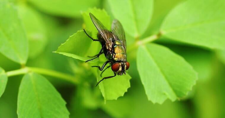 동물 야생동물 곤충 사람없음 야외 해충 4K MP4 해외동영상 클립영상 벌레 동영상 파일형식
