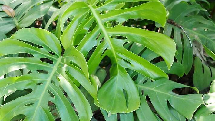 식물 백그라운드 단풍 잎 손바닥 그림자 사람없음 초록색 뷰티 어둠 활발 신선 황무지 티켓 분위기 숲 그늘 열대우림 순수 환경보전 에코 생태계 상록수 내추럴 강렬 광합성 깊이 삼림지대 아마존 양치류 이국적 파라다이스 카피스페이스 그리너리 4K MP4 해외동영상 클립영상 손 컬러 컨셉 환경 공백 사회이슈 동영상 파일형식 트랜드컬러