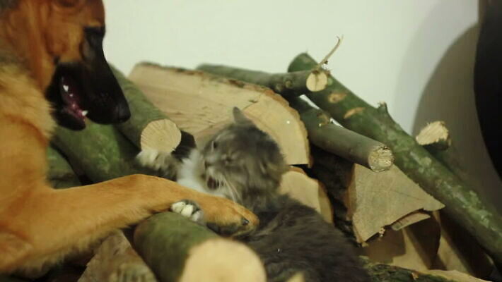 동물 감정 얼굴 줄기 2 장난 관계 포옹 놀이 수염 털 함께함 사랑 사람없음 친구 반려동물 갈색 귀여움 고양이 우정 그룹 개 강아지 작음 꼬리 대치 순혈 MOV 해외동영상 클립영상 식물 컬러 컨셉 포유류 안기 신체부위 크기 동영상 파일형식