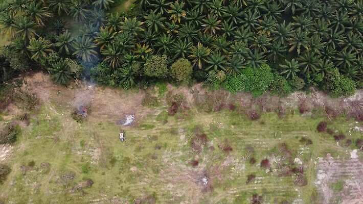 나무 계절 아시아 음식 여행 백그라운드 농업 자연 아침 불꽃 건조 풍경 사람없음 야외 목재 여름 하이앵글 야자수 농장 환경 안개 농촌 신선 연기 환경보전 말레이시아 생태학 조감도 화상 세련 4K MOV 해외동영상 클립영상 주간 식물 교육 나라 산업 뷰포인트 재료 불 날씨 시골 상처 사회이슈 생태계 동영상 파일형식