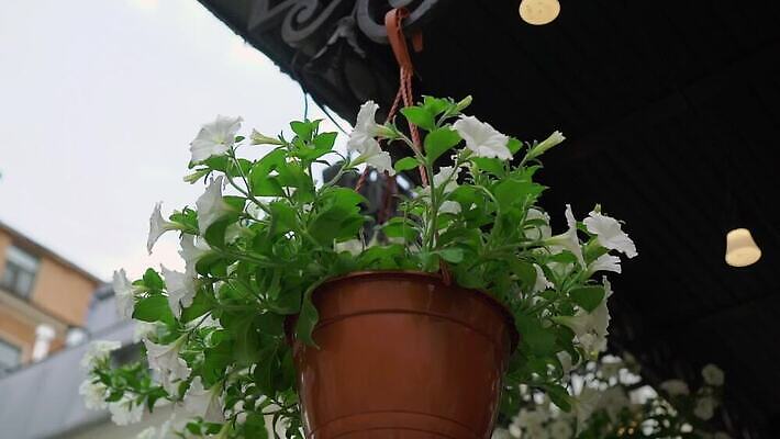 식물 꽃잎 꽃 화분 컬러 잎 꽃무늬 자연 매달리기 사람없음 야외 장식 초록색 파란색 컬러풀 정원 봄 활발 성장 벚꽃 발코니 흰색 신선 개화 닫기 냄비 자주색 에코 원예 라일락 내추럴 많음 피튜니아 MOV 해외동영상 클립영상 계절 컨셉 무늬 모션 취미 환경 솥 생태계 동영상 파일형식