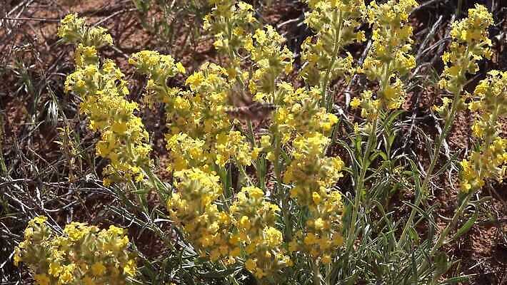 동물 야생동물 나비 곤충 백그라운드 자연 사람없음 초록색 갈색 흰색 나방 동물상 미루나무 4K MP4 해외동영상 클립영상 나무 컬러 조형물 생태계 동영상 파일형식