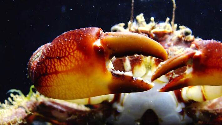 동물 야생동물 바다 절지류 자연 생물 무척추동물 갑각류 사람없음 초록색 물 환경 바닷속 수중 게 가재 해산물 생태계 발톱 생태학 소금물 집게발 4K 수중영상 MP4 해외동영상 클립영상 자연요소 교육 컬러 발 동영상 파일형식