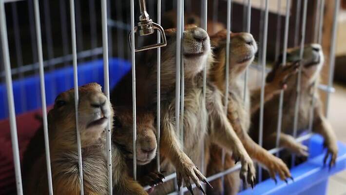 동물 응시 새끼 포유류 서기 사람없음 반려동물 갈색 작음 새장 프레리도그 4K MP4 해외동영상 클립영상 시선 컬러 모션 크기 동영상 케이지 파일형식