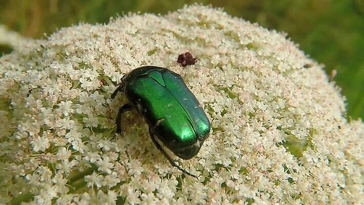 동물 야생동물 곤충 자연 사람없음 초록색 빛 금속 벌레 큼 딱정벌레 동물상 수유 HD MP4 해외동영상 클립영상 컬러 재질 조형물 크기 생태계 동영상 파일형식