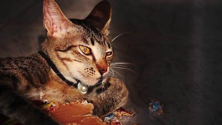 동물 포유류 휴식 수염 실내 사람없음 반려동물 귀여움 고양이 줄무늬 닫기 달콤 핥기 몸단장 돌봄 위생관리 안락 4K MP4 해외동영상 슬로모션 클립영상 컨셉 무늬 모션 촬영기법 관리 내부 맛 동영상 파일형식