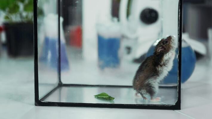 동물 과학 실험 사람없음 닫기 쥐 컨테이너 과학자 생물학 화학물질 4K MOV 해외동영상 클립영상 직업 교육 산업 모션 화학 설치류 동영상 학자 파일형식