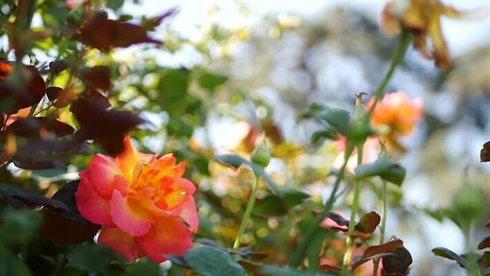 식물 전통 영어 공원 꽃잎 꽃 분홍색 컬러 곤충 백그라운드 자연 친절 초원 사람없음 장식 초록색 여름 컬러풀 햇빛 장미 정원 맑음 벚꽃 시골 신선 개화 우아함 선택 꿀벌 소프트포커스 수분 벌 식물원 보케 향기 아로마 꽃가루 향 꿀 묵주 4K MP4 해외동영상 클립영상 동물 문자 계절 공공시설 컨셉 종교용품 날씨 촬영기법 태양 벌_곤충 가루 생태계 냄새 동영상 파일형식