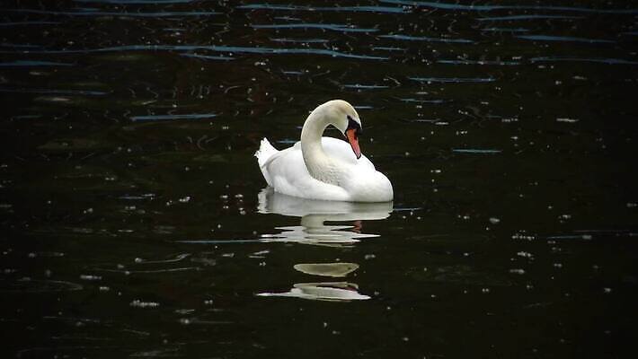 커플 호수 백그라운드 가족 자연 조류 사랑 사람없음 물 강 놀람 흰색 하트 거북이 백조 프라하 고립 벙어리 착륙 4K MP4 해외동영상 클립영상 자연요소 모양 동물 감정 컬러 관계 파충류 표정 생태계 체코 동영상 파일형식