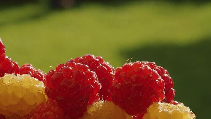 열매 음식 백그라운드 농업 다이어트 과일 재료 디저트 건강 사람없음 빨간색 초록색 물 여름 빛 노란색 정원 젖음 수확 물방울 신선 그룹 닫기 달콤 맛 상쾌 유기농 원예 날것 산딸기 비타민 내추럴 숙성 채식주의자 맛있는 4K MOV 해외동영상 클립영상 자연요소 식물 웰빙 계절 감정 산업 컬러 컨셉 모션 취미 채식 동영상 영양소 파일형식