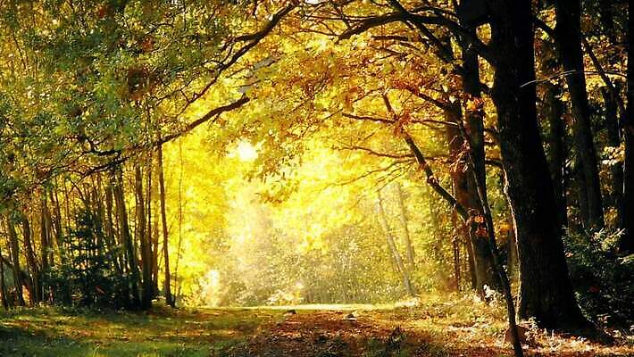 나무 식물 계절 공원 컬러 백그라운드 이동 단풍 낙엽 잎 오렌지 자연 풍경 사람없음 야외 목재 빨간색 초록색 빛 컬러풀 태양 노란색 환경 맑음 가을 나뭇가지 황금 숲 11월 느림 동영상 10월 내추럴 MOV 해외동영상 슬로모션 클립영상 자연요소 공공시설 컨셉 과일 재료 날씨 촬영기법 날짜 생태계 파일형식