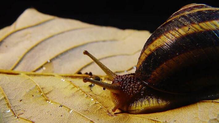 동물 야생동물 백그라운드 자연 연체동물 나선형 사람없음 야외 초록색 갈색 정원 젖음 껍질 덮기 느림 내추럴 기어가기 식용 끈적임 4K MP4 해외동영상 클립영상 컬러 무늬 모션 무척추동물 생태계 동영상 파일형식