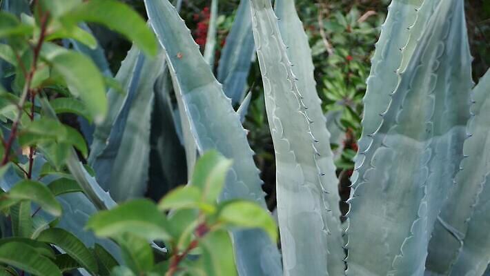 식물 화초 백그라운드 단풍 잎 멕시코 사람없음 아웃포커스 장식 초록색 파란색 정원 미국 사막 황무지 분위기 닫기 에코 캘리포니아 애리조나 내추럴 다육식물 블러 알로에 텍사스 파스텔톤 카피스페이스 그리너리 세련 4K 건조기후 MP4 해외동영상 클립영상 컬러 컨셉 북아메리카 모션 촬영기법 환경 공백 동영상 파일형식 트랜드컬러