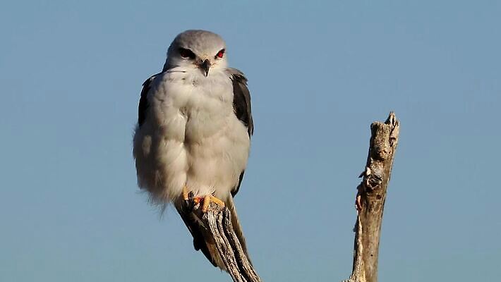 동물 야생동물 날개 모션 아프리카 자연 조류 사람없음 야외 나뭇가지 깃털 연 클립 부리 육식동물 동영상 내추럴 경보 나미비아 남아프리카 발톱 HD MOV 해외동영상 클립영상 나무 나라 발 놀이용품 생태계 파일형식