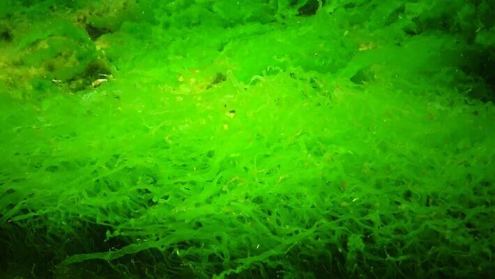 식물 동물 야생동물 바다 자연 무척추동물 사람없음 초록색 환경 바닷속 수중 해조류 생태계 생물학 광합성 산화 생태학 소금물 4K 수중영상 MP4 해외동영상 클립영상 교육 컬러 해양식물 동영상 파일형식