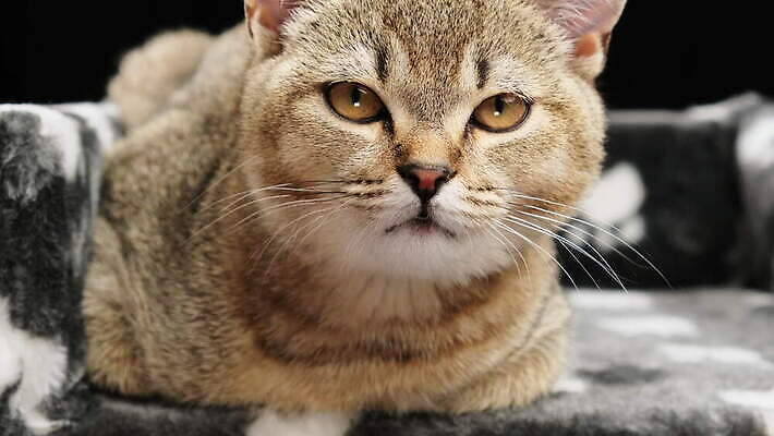 동물 1 장난 포유류 수염 털 실내 표정 앉기 사람없음 반려동물 머리 검은색 고양이 회색 작음 호기심 솜털 거짓말 기르기 직진 총구 스코틀랜드 4K 순혈 MOV 해외동영상 클립영상 감정 컬러 컨셉 모션 영국 내부 신체부위 크기 동영상 돌봄 파일형식