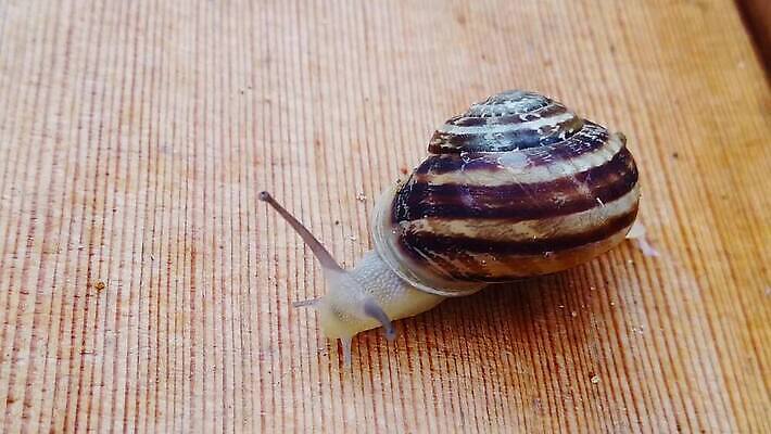 동물 모션 자연 연체동물 안테나 사람없음 목재 걷기 환경 정원 초콜릿 껍질 비행 악단 투명 닫기 해충 널 땅 갑판 달팽이 보케 촉수 느림 기어가기 블러효과 진실 MP4 해외동영상 클립영상 나무 음악 배_교통 재료 통신 디저트 무척추동물 벌레 생태계 동영상 블러 파일형식 효과