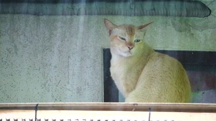 나무 식물 동물 응시 남자 음식 백그라운드 포유류 자연 지붕 주택 털 사람없음 야외 목재 초록색 반려동물 햇빛 갈색 정원 고양이 줄무늬 발코니 시골 잠 기다림 떨어짐 정상 타일 꼬리 노숙자 조작 MP4 해외동영상 클립영상 시선 컬러 컨셉 무늬 재료 모션 사람 건물 태양 생태계 동영상 파일형식