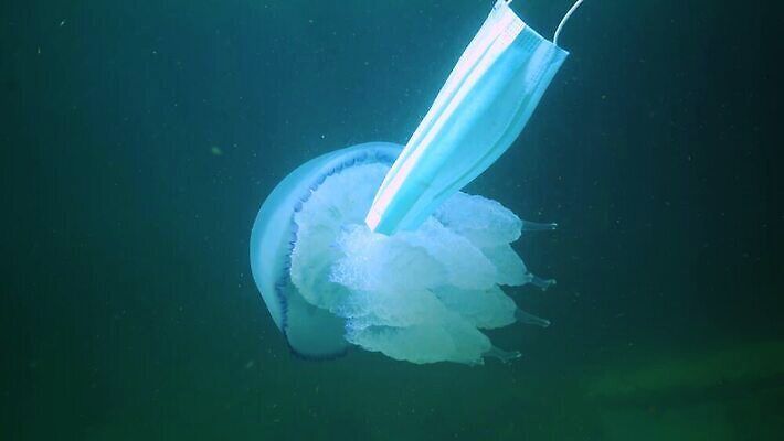 동물 야생동물 바다 무척추동물 통 사람없음 물 파란색 환경 바닷속 수중 투명 우아함 위험 지중해 생태계 육식동물 젤리 해파리 살인 생태학 소금물 필터 화상 4K 수중영상 MP4 해외동영상 클립영상 자연요소 교육 컬러 컨셉 디저트 범죄 자포동물 상처 동영상 파일형식