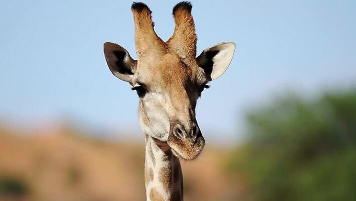 동물 응시 얼굴 야생동물 포유류 아프리카 자연 초식동물 사람없음 야외 머리 환경 입 황무지 보호 큼 기린 사파리 호기심 클립 귀 목 동영상 내추럴 남아프리카 생태학 HD MOV 해외동영상 클립영상 시선 교육 감정 나라 컨셉 신체부위 크기 생태계 파일형식