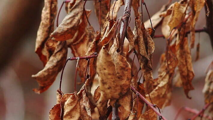 나무 식물 계절 백그라운드 잎 패턴 과일 회사 자연 매달리기 건강 사람없음 장식 초록색 컬러풀 갈색 노란색 정원 힘 견과류 코트 수확 덮개 껍질 가을 나뭇가지 오픈 황금 숲 오브젝트 질감 호두 무거움 유지 내추럴 고립 고체 숙성 MOV 해외동영상 클립영상 컬러 무늬 농업 비즈니스 모션 외투 뚜껑 무게 생태계 동영상 파일형식