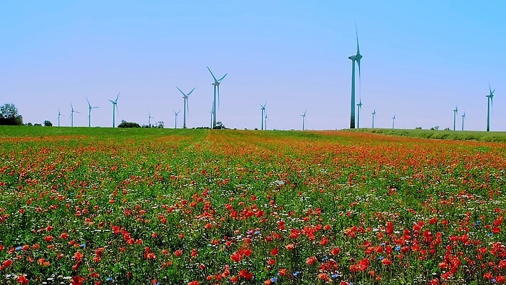 계절 꽃잎 꽃 산업 컬러 밭 자연 하늘 바람 사람없음 야외 빨간색 초록색 파란색 컬러풀 햇빛 노란색 맑음 힘 봄 재활용 들꽃 풍차 발전기 벚꽃 시골 개화 흔들림 양귀비 수레국화 캐모마일 4K MOV 해외동영상 클립영상 자연요소 식물 농업 모션 날씨 태양 발전소 허브 친환경 생태계 동영상 파일형식
