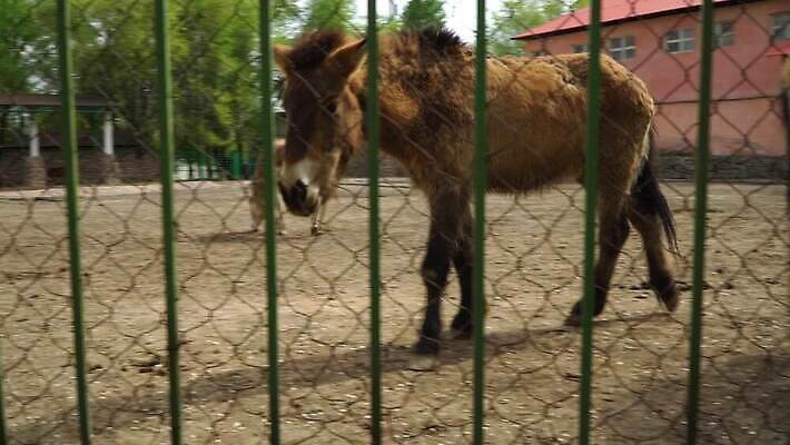 동물 공원 얼굴 야생동물 밭 포유류 가족 자연 동물원 사람없음 야외 농장 갈색 봄 미니어처 작음 새장 조랑말 망사 내추럴 망아지 미니 총구 4K MP4 해외동영상 클립영상 계절 공공시설 새끼 컬러 농업 관계 신체부위 모형 직물 말_동물 크기 생태계 동영상 케이지 파일형식