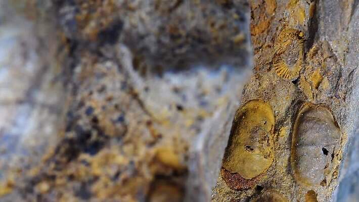 동물 과학 독일 사람없음 회색 역사 닫기 생물학 라임 석회암 지질학 쥬라기 4K MOV 해외동영상 클립영상 교육 유럽 컬러 과일 모션 암석 동영상 파일형식