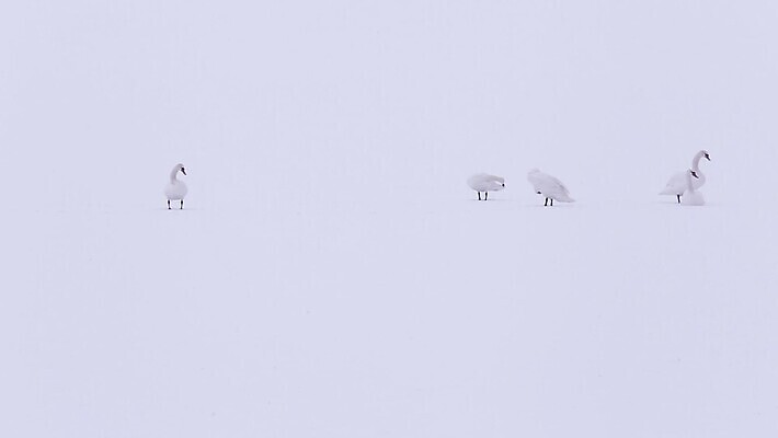 동물 호수 야생동물 컬러 겨울 날개 자연 조류 함께함 풍경 사람없음 야외 물 빛 강 평화 얼음 추위 흰색 그룹 황무지 우아함 순수 깃털 백조 장면 헝가리 단아함 벙어리 MP4 해외동영상 클립영상 자연요소 계절 컨셉 생태계 동영상 동유럽 파일형식