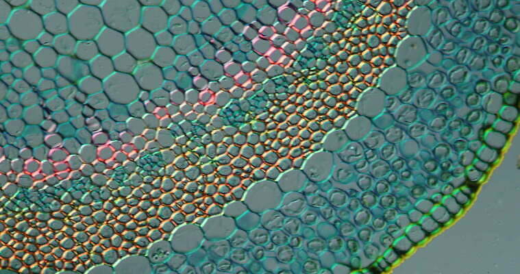 식물 꽃 줄기 과학 이동 패턴 세포 사람없음 빨간색 초록색 파란색 시험 성장 조직 횡단보도 확대 지원 4K 현미경관찰 MOV 해외동영상 클립영상 교육 컬러 컨셉 무늬 관찰 보행로 동영상 파일형식