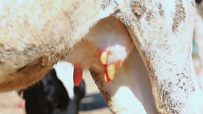 동물 아시아 신체 부분 포유류 태국 자연 동양인 사람없음 농장 갈색 검은색 가축 우유 껍질 흰색 시골 얼룩 소 오르간 군중 가슴 피부 궤 반추동물 MOV 해외동영상 클립영상 나라 컬러 농업 유제품 사람 인종 신체부위 건반악기 생태계 동영상 파일형식
