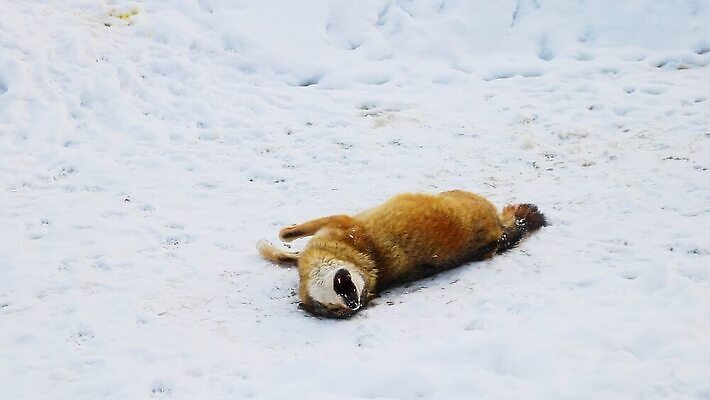 동물 응시 야생동물 여행 백그라운드 겨울 포유류 자연 거리 풍경 사람없음 야외 반려동물 우주 마을 가축 추위 시골 개 사냥 서리 러시아 사냥개 사냥꾼 늑대 기르기 시베리아 유래 폭설 눈내림 순혈 MOV 해외동영상 클립영상 직업 시선 계절 유럽 눈_날씨 자연재해 생태계 동영상 돌봄 파일형식