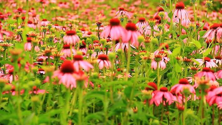 식물 꽃잎 꽃 분홍색 백그라운드 오렌지 자연 사람없음 빨간색 초록색 보라색 미국 봄 흰색 가시 닫기 약초 정상 허브 꿀 내추럴 고립 자연요법 혼자 MOV 해외동영상 클립영상 계절 컬러 북아메리카 과일 모션 풀_식물 생태계 동영상 파일형식
