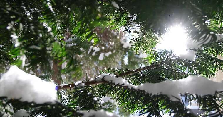 나무 계절 공원 백그라운드 크리스마스 겨울 자연 날씨 휴가 불꽃 사람없음 야외 목재 초록색 태양 냉동 봄 추위 흰색 나뭇가지 신선 소나무 닫기 숲 서리 상승 온도 상록수 전나무 가문비나무 4K MP4 해외동영상 클립영상 자연요소 식물 공공시설 기념일 컬러 컨셉 재료 모션 불 생태계 동영상 파일형식