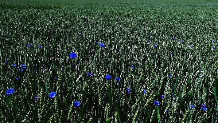 식물 계절 꽃 백그라운드 밭 농업 자연 사람없음 야외 빨간색 초록색 농작물 농장 노란색 수확 성장 시골 황금 낟알 밀 보리 귀 장면 양귀비 내추럴 밭일 수레국화 호밀 4K MOV 해외동영상 클립영상 산업 컬러 곡류 신체부위 생태계 동영상 파일형식