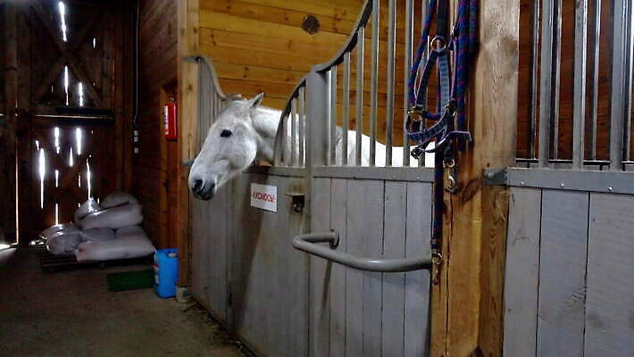 동물 스포츠 백그라운드 농업 창문 실내 사람없음 건물 목재 농장 갈색 머리 문 가축 목장 시골 만 바 승마 담요 대문 먼지 장면 헛간 패드 외양간 방목장 줄서기 판잣집 4K MOV 해외동영상 클립영상 나무 건축물 산업 컬러 재료 모션 주택 내부 신체부위 저장고 동영상 파일형식