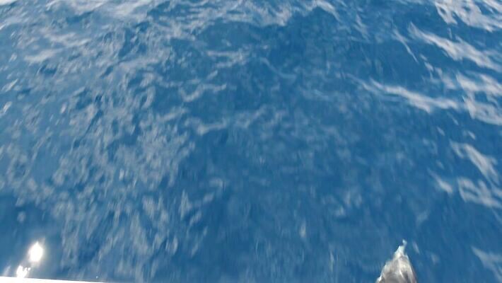 동물 야생동물 바다 장난 학교 가족 자연 표면 사람없음 물 여름 파란색 하이앵글 달리기 점프 미국 자유 투명 보트 돌고래 속도 캘리포니아 태평양 서식지 항공촬영 꼬투리 동물상 잔물결 지능 스플래쉬 많음 4K 오션사이드 MP4 해외동영상 클립영상 자연요소 계절 교육 물결 뷰포인트 컬러 컨셉 북아메리카 포유류 관계 모션 조형물 수중동물 배 생태계 동영상 선박 파일형식