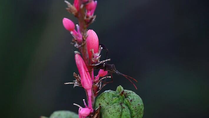 식물 꽃 야생동물 곤충 건조 사람없음 빨간색 사막 닫기 벌레 암살자 MOV 해외동영상 클립영상 동물 컬러 모션 동영상 파일형식