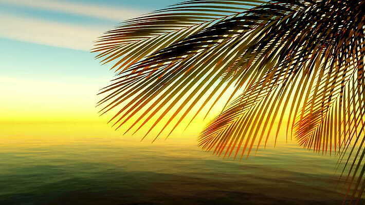 나무 구름 모래 파도 바다 섬 여행 백그라운드 잎 자연 하늘 휴가 휴식 손바닥 풍경 사람없음 초록색 물 여름 햇빛 태양 일출 맑음 일몰 흰색 나뭇가지 저녁 휴양지 코코넛 고립 마이애미 파라다이스 4K MOV 해외동영상 클립영상 자연요소 식물 손 계절 컬러 컨셉 과일 날씨 노을 장소 야간 생태계 동영상 파일형식