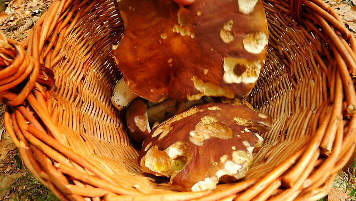 식물 손 유럽 음식 다이어트 건강 요리 사람없음 갈색 식사 버섯 봄 줄무늬 성장 가을 신선 숲 검색 발견 곰팡이 그물버섯 숙성 식용 캡모자 4K MOV 해외동영상 클립영상 모자_잡화 계절 나라 컬러 무늬 신체부위 동영상 파일형식