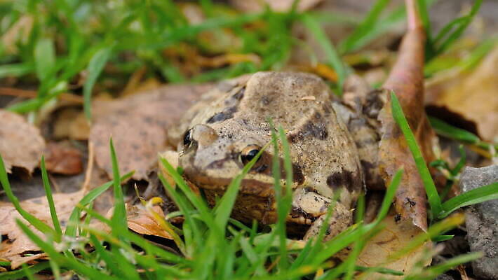 동물 유럽 야생동물 백그라운드 파충류 자연 개구리 양서류 사람없음 초록색 갈색 머리 젖음 작음 묘사 생물학 두꺼비 내추럴 동물상 생태학 끈적임 4K MOV 해외동영상 클립영상 교육 나라 컬러 신체부위 조형물 크기 생태계 동영상 파일형식