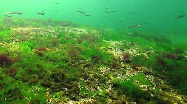 식물 동물 야생동물 바다 자연 무척추동물 풍경 사람없음 초록색 환경 바닷속 수중 해조류 생태계 생물학 광합성 산화 생태학 소금물 수중영상 MP4 해외동영상 클립영상 교육 컬러 해양식물 동영상 파일형식