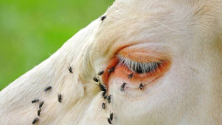 동물 야생동물 곤충 사람없음 시골 소 속눈썹 송아지 4K MOV 해외동영상 클립영상 새끼 포유류 눈썹 동영상 파일형식