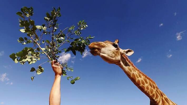 동물 얼굴 야생동물 잎 포유류 모션 아프리카 자연 하늘 초식동물 사람없음 야외 머리 나뭇가지 입 보호 큼 혀 기린 사파리 클립 귀 목 동영상 내추럴 남아프리카 생태학 수유 HD MOV 해외동영상 클립영상 나무 식물 교육 나라 컨셉 신체부위 크기 생태계 파일형식