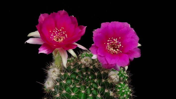 식물 계절 꽃잎 꽃 컬러 꽃다발 꽃무늬 모션 자연 선인장 사람없음 장식 가로 컬러풀 봄 펼침 낭만 성장 신선 오픈 개화 변화 속도 원예 동영상 생존 4K 타임랩스 MOV 해외동영상 클립영상 컨셉 무늬 촬영기법 취미 생태계 파일형식