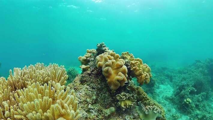 동물 야생동물 바다 여행 백그라운드 자연 어류 사람없음 물 환경 수중 수영 탐험 스노클링 산호 산호초 생태계 다이빙 장면 암초 발견 깊이 이국적 4K 수중영상 MOV 해외동영상 클립영상 자연요소 수중동물 수상스포츠 수중식물 자포동물 동영상 수중스포츠 파일형식