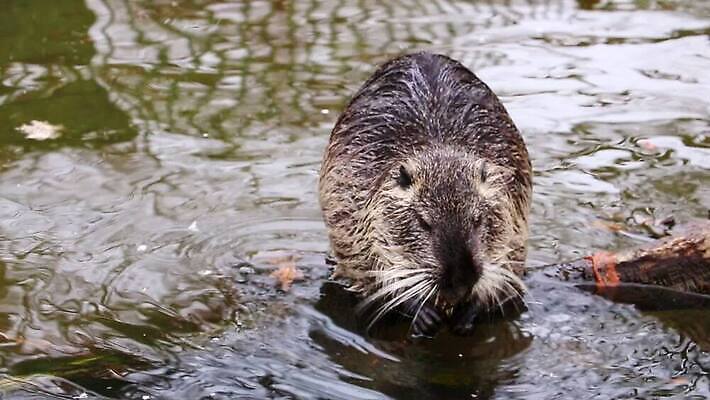 동물 한마리 야생동물 포유류 가정 자연 털 사람없음 야외 물 여름 강 갈색 머리 환경 젖음 닫기 치아 설치류 모피 꼬리 새장 내추럴 동물상 비버 초식 MOV 해외동영상 클립영상 자연요소 1 계절 컬러 모션 신체부위 조형물 소화기관 생태계 동영상 케이지 파일형식
