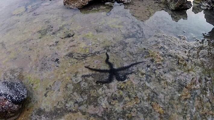 동물 별 야생동물 바다 백그라운드 자연 불가사리 무척추동물 이집트 어류 사람없음 물 바닷속 수중 수영 흰색 가시 산호 산호초 잠수부 다이빙 스쿠버다이빙 소금 암초 홍해 튜브 스펀지 깊이 동물상 MP4 해외동영상 클립영상 자연요소 컬러 아프리카 극피동물 조형물 수중동물 수상스포츠 수중식물 자포동물 전문직 생태계 동영상 수중스포츠 파일형식