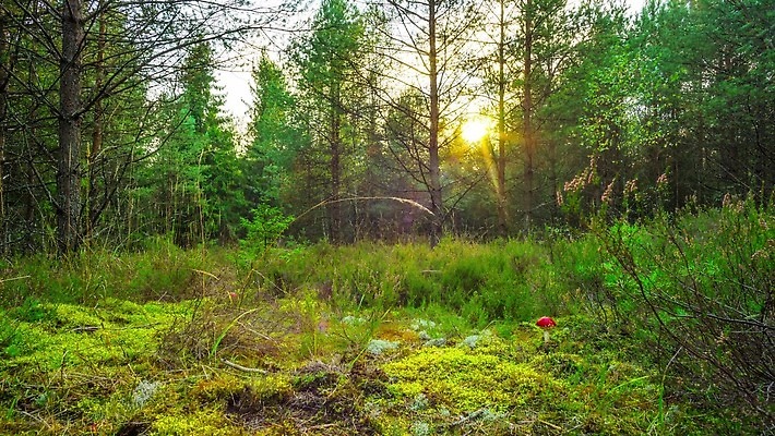 나무 식물 계절 낙엽 잎 자연 풍경 사람없음 야외 목재 장식 빨간색 초록색 여름 빛 컬러풀 태양 갈색 노란색 버섯 새벽 활발 가을 시간 숲 위험 기중기 생물학 내추럴 곰팡이 독버섯 삼림지대 4K 타임랩스 화면전환 MP4 해외동영상 클립영상 자연요소 교육 컬러 컨셉 재료 촬영기법 중장비 생태계 동영상 파일형식